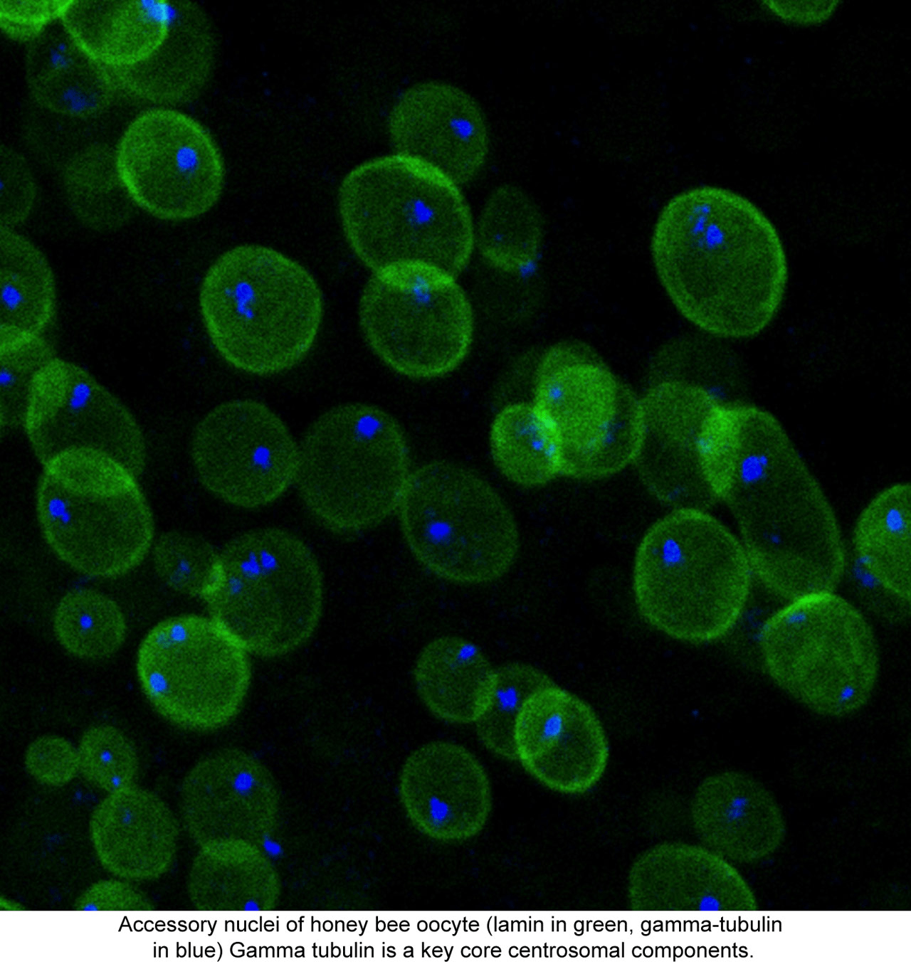 Honey bee oocytes with dual fluorescent labeling